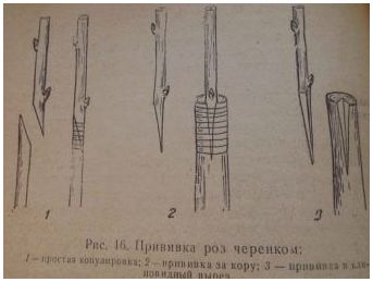 Как сделать розу на штамбе самостоятельно